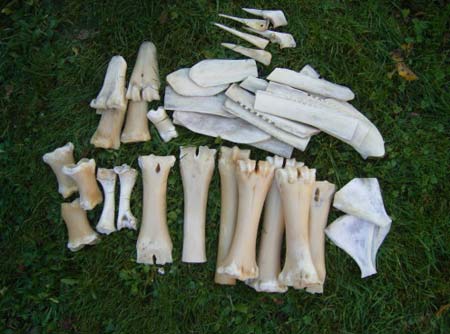 Primitive bone tools are great for making tools like needles, awls, scrapers and combs.
