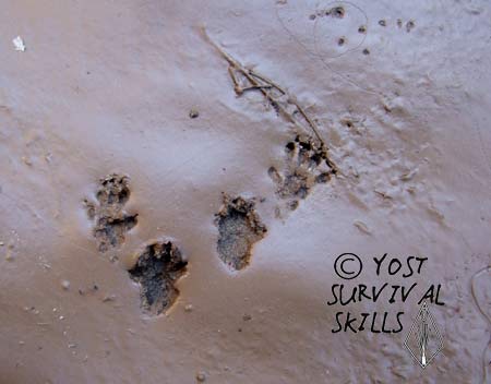 animal tracking - ground squirrel tracks at a water hole