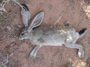 This rabbit was caught in a survival snare set in a feeding area.