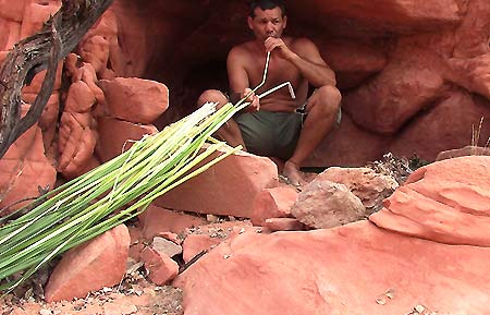 Eating cattails in a wilderness survival shelter