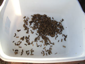 Black soldier fly larvae in a tub.