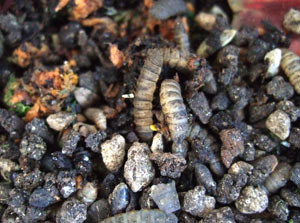 Black soldier larvae in the garden.