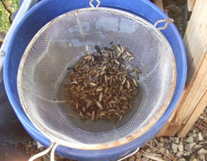 Washing the fly larvae in a bucket of water.