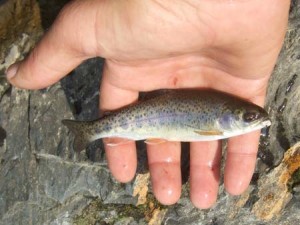 Fishing is an important survival skill if you are planning on being near water. This small trout makes a great meal for a survivalist.