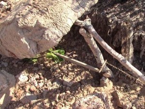 Setting Paiute traps is an important wilderness survival skill.