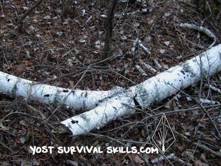 Bark from dead birch trees is the best when you are learning how to make birch bark baskets. Fallen trees are easier to work with than dead standing trees.