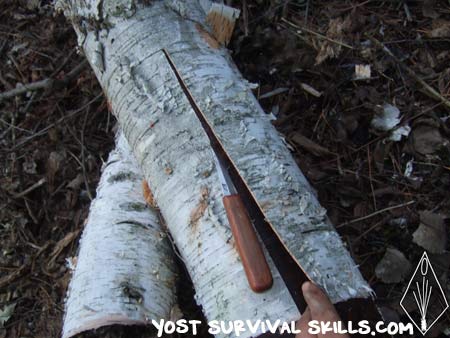When collecting birch bark for basket making, you only make ONE cut in the tree