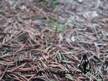 Young spruce seedlings are tender, be careful not to kill them when digging your roots.