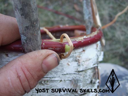 Start the rim of your basket by tucking the big end of the root between the inner rim and bark