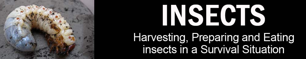 There are many insects available for survival food if you know where to look.