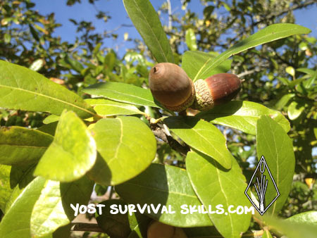 Oak trees give us acorns that can be processed in to flour for cooking.