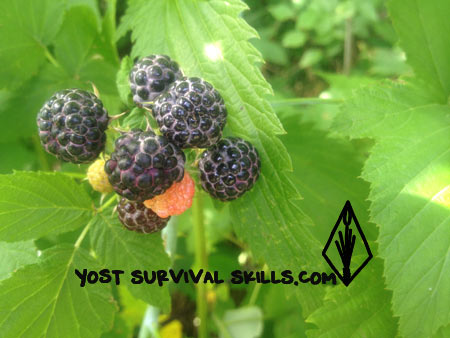 blackberries are a wonderful wild edible plant