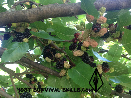 Mulberries are one of my favorite wild edible plants.