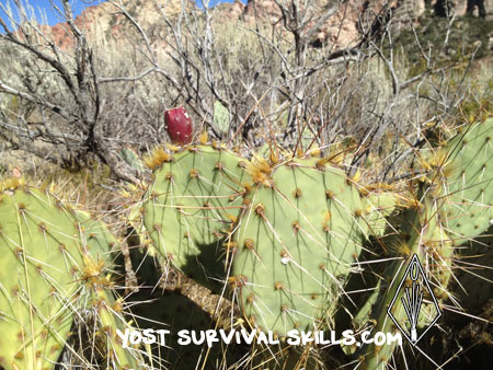 Prickly pear cactus are a great wild edible plant in the Western United States