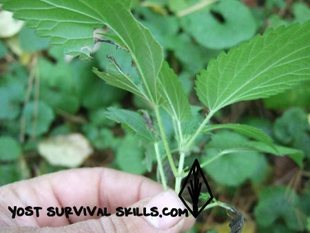 Stinging nettles are a great survival food
