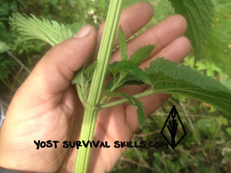 stinging nettles are a great wild edible plant all season if you eat the new growth at the leaf axis