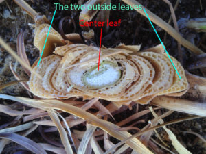 Cross section of cattail leaves for making dolls