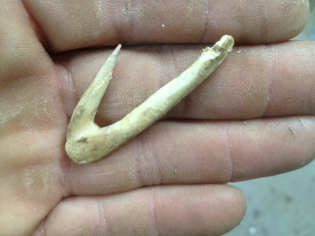 primitive bone fish hook from deer maxilla