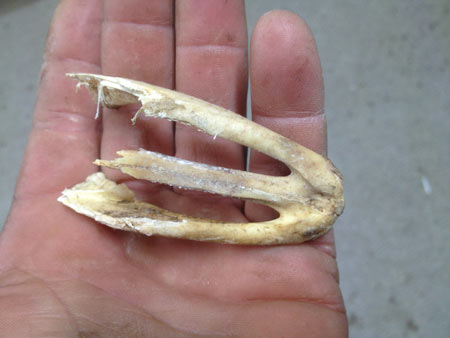 maxilla taken off the skull to be made into a primitive fish hook