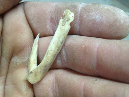 last step in how to make a primitive fish hook from deer bone is to shape and thin the hook